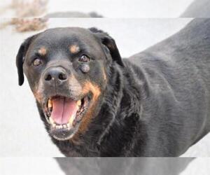 Rottweiler Dogs for adoption in Olathe, KS, USA