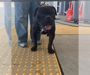 Mutt Dogs for adoption in Bakersfield, CA, USA