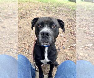 American Staffordshire Terrier-Eurasier Mix Dogs for adoption in Front Royal, VA, USA