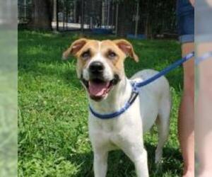 Mutt Dogs for adoption in Woodside, NY, USA