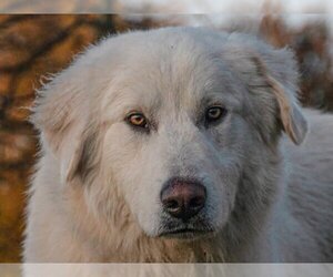 Great Pyrenees Dogs for adoption in San Andreas, CA, USA