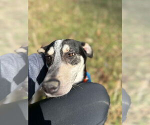 Mutt Dogs for adoption in Westwood, NJ, USA