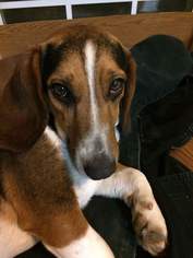 Bagle Hound Dogs for adoption in Pennsville, NJ, USA