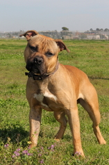 Bullboxer Pit Dogs for adoption in Natchitoches, LA, USA