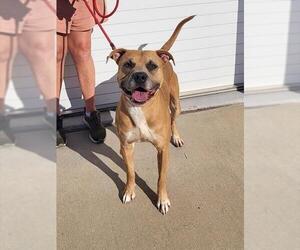 American Pit Bull Terrier Dogs for adoption in Louisville, KY, USA