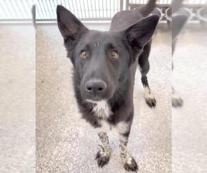 Border Collie-Unknown Mix Dogs for adoption in Houston, TX, USA