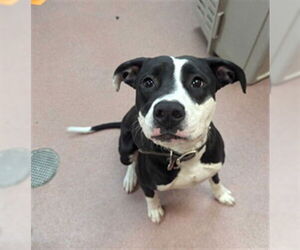 American Pit Bull Terrier Dogs for adoption in Ogden, UT, USA