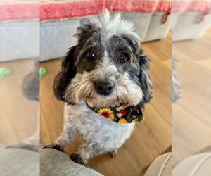 Coton de Tulear Dogs for adoption in Fort Wayne, IN, USA