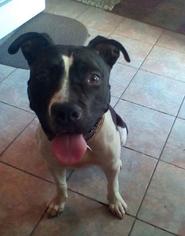 American Pit Bull Terrier-Unknown Mix Dogs for adoption in Red Lion, PA, USA