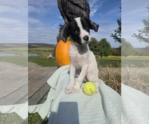 Borador Dogs for adoption in SHERBURNE, NY, USA