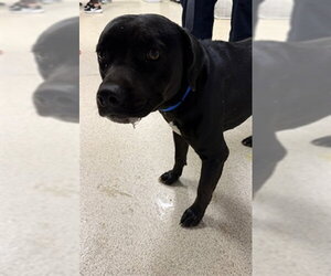 Mutt Dogs for adoption in Riverside, CA, USA