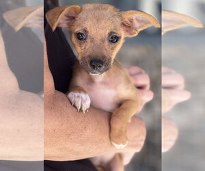 Chihuahua-Unknown Mix Dogs for adoption in Dana Point, CA, USA