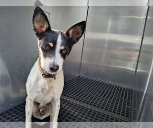Rat Terrier Dogs for adoption in Fort Lauderdale, FL, USA
