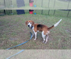 Beagle-Unknown Mix Dogs for adoption in Ocala, FL, USA