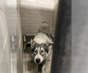 Siberian Husky-Unknown Mix Dogs for adoption in Stockton, CA, USA