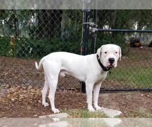 Dogo Argentino Dogs for adoption in Thonotosassa, FL, USA