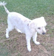 Poodle (Miniature) Dogs for adoption in Lorena, TX, USA