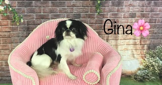 Japanese Chin Dogs for adoption in Garland, TX, USA