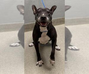 American Pit Bull Terrier-Unknown Mix Dogs for adoption in Las Vegas, NV, USA