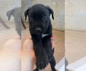 Labrador Retriever-Unknown Mix Dogs for adoption in Dana Point, CA, USA