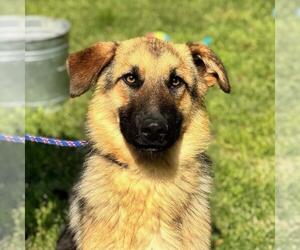 German Shepherd Dog-Unknown Mix Dogs for adoption in Yardley, PA, USA