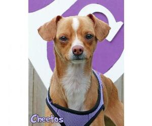 Chihuahua Dogs for adoption in Mason, MI, USA