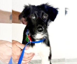 Border-Aussie Dogs for adoption in Minneapolis, MN, USA