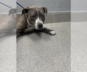 American Pit Bull Terrier-Unknown Mix Dogs for adoption in Las Vegas, NV, USA