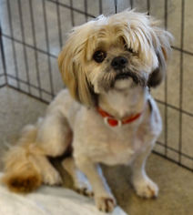 Lhasa Apso Dogs for adoption in Tacoma, WA, USA