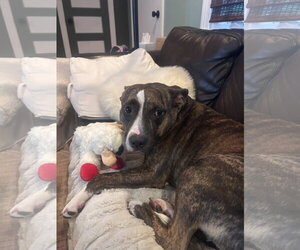 American Pit Bull Terrier Dogs for adoption in La Vergne, TN, USA