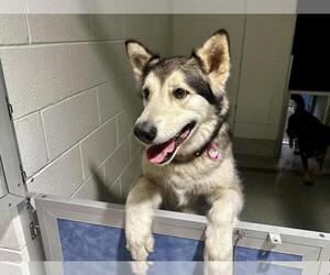 Alaskan Malamute Dogs for adoption in Fort Collins, CO, USA