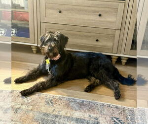 Mutt Dogs for adoption in Sandy, UT, USA