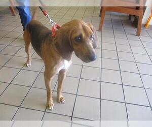 Treeing Walker Coonhound Dogs for adoption in Ocala, FL, USA