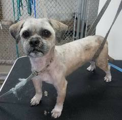 Lhasa Apso Dogs for adoption in Akron, OH, USA