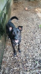 Mutt Dogs for adoption in Pensacola, FL, USA