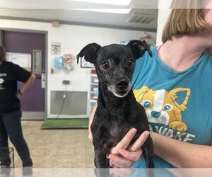 Chihuahua-Unknown Mix Dogs for adoption in Raleigh, NC, USA
