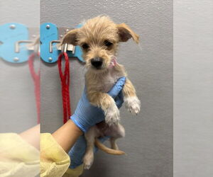 Mutt Dogs for adoption in Las Vegas, NV, USA