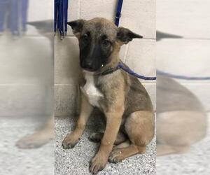 German Shepherd Dog Dogs for adoption in Conroe, TX, USA