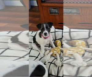 Mutt Dogs for adoption in Boston, MA, USA