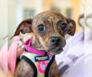 Chihuahua-Unknown Mix Dogs for adoption in Mundelein, IL, USA