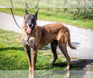 Mutt Dogs for adoption in Seattle, WA, USA