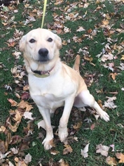 Mutt Dogs for adoption in Royal Oak, MI, USA