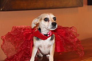 Beagle-Chihuahua Mix Dogs for adoption in Phoenix , AZ, USA