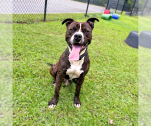Mutt Dogs for adoption in Hilton Head, SC, USA