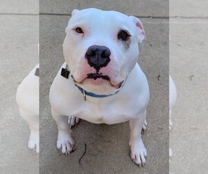 American Pit Bull Terrier-Unknown Mix Dogs for adoption in Spotsylvania, VA, USA