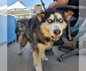 Alusky Dogs for adoption in Long Beach, CA, USA
