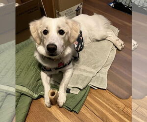 Basset Hound-Spaniel Mix Dogs for adoption in Crystal, MN, USA