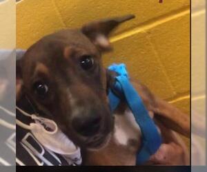 American Rat Pinscher Dogs for adoption in Metairie, LA, USA