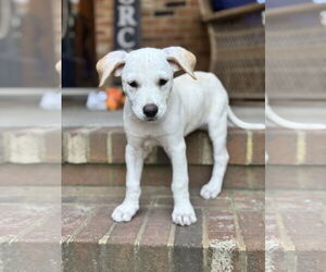 Labrador Retriever-Unknown Mix Dogs for adoption in Virginia Beach, VA, USA