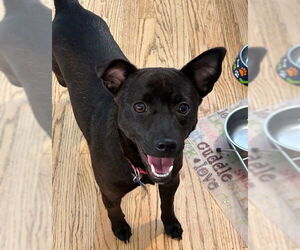 Mutt Dogs for adoption in Plainfield, IL, USA